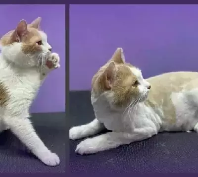 Кошки потеряшки, Санкт-Петербург, фото: Потеряшка бело-рыжая кошка, ул. Подвойского, 20 к1, СПб