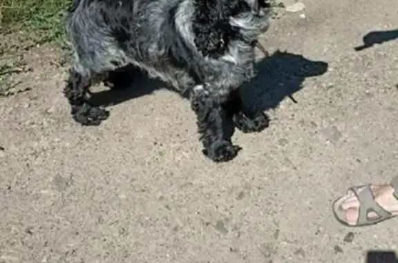Собака найдена на Нововеличковской, Краснодарский край