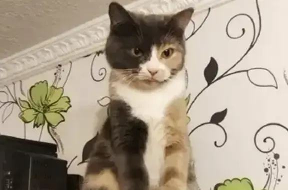 Кошки потеряшки, Санкт-Петербург, фото: Потеряшка домашняя кошка в районе Авиаконструкторов 20/3