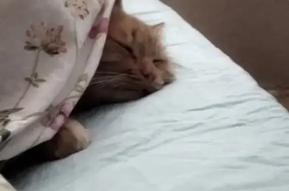 Кошки потеряшки, Санкт-Петербург, фото: Потеряшка кошка Атос на Фермском шоссе