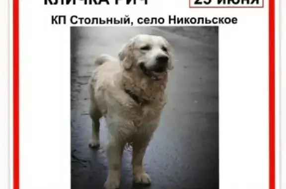 Пропала собака Рич в Вороново, Московская область.