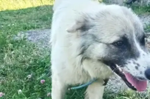 Собака найдена на Куйбышева, 31