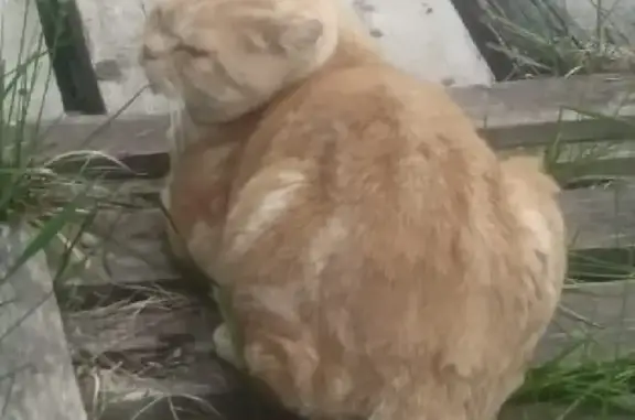 Кошки потеряшки, Ижевск, фото: Потеряшка кошка рыжий с белыми полосками в Якшур-Бодьинском районе