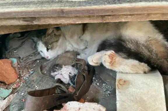 Найдена кошка с котятами по адресу Индустриальная ул., 18