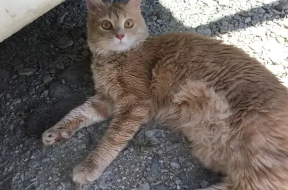Найдена домашняя кошка на улице Жуковского, 2A