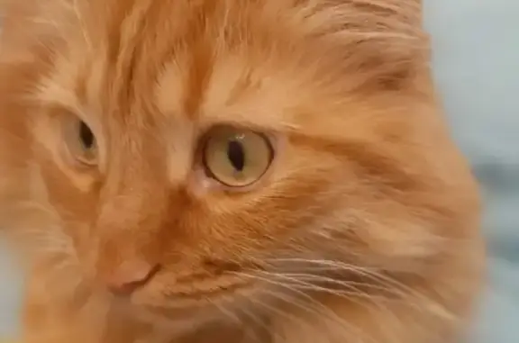 Кошки потеряшки, Санкт-Петербург, фото: Потеряшка кошка Голди, ул. Петергофская, 8, СПб