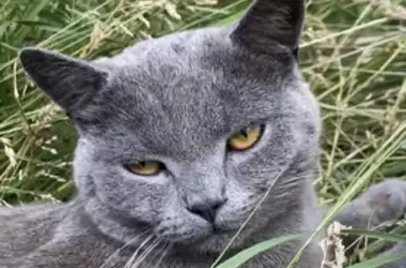 Найден породистый кот в Подстепном, Саратовская область
