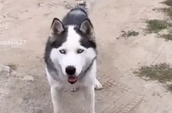 Пропала собака Риччи на ул. Ветеранов, 20, Улан-Удэ.