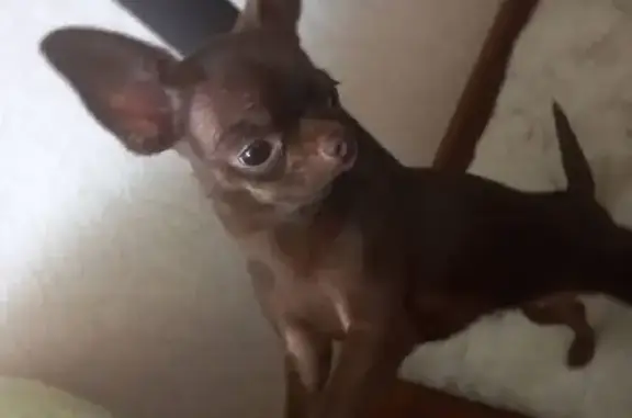 Собаки потеряшки, Тверь, фото: Потеряшка мини чихуа на Петербургском шоссе, 69 в Твери