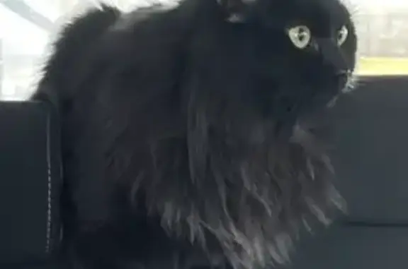Пропала кошка Кася в Десногорске, Смоленская область