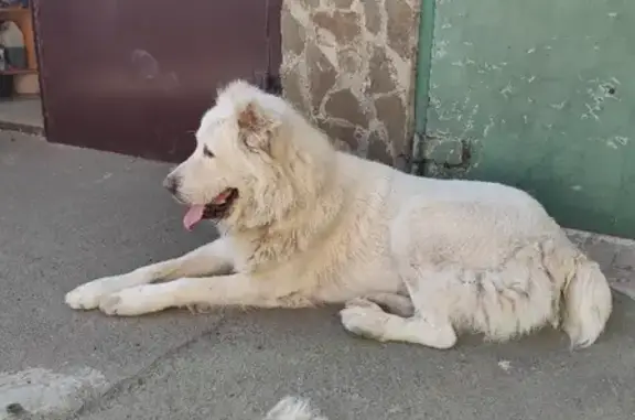 Собака найдена на 2-й Краснодарской улице, Ростов-на-Дону.
