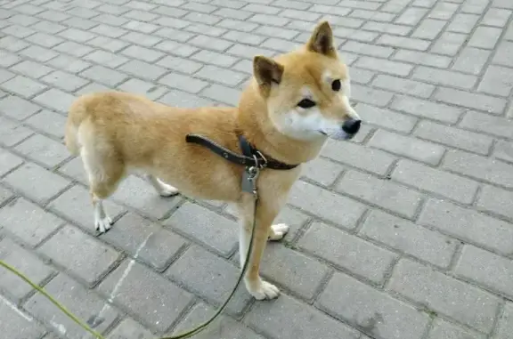 Найдена собака в Коргашино, без ошейника