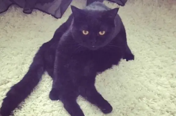 Пропала кошка Дени, британец, черный окрас, ул. Советская 33а