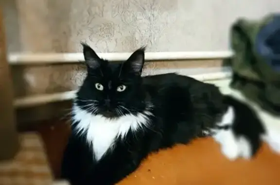 Пропала кошка Даша, Мейн-кун, Нарофоминск-10, Московская область