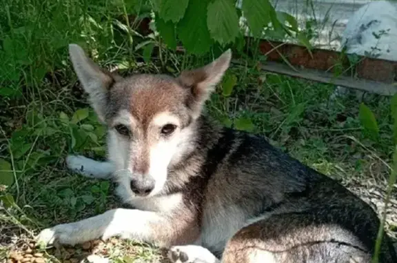 Найдена собака в Шереметьевском посёлке, ищем хозяев