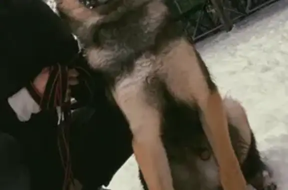 Собаки потеряшки, Нижний Новгород, фото: Потеряшка пёс Каспер на ул. Чкалова, 37 в Нижнем Новгороде