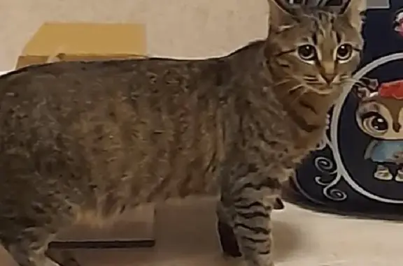 Пропала кошка в Краснозаводске
