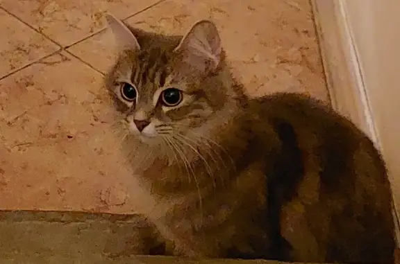 Найдена кошка на улице 45-я Параллель, 75 в Ставрополе