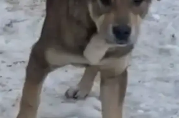 Собаки потеряшки, Саратов, фото: Потеряшка собака на ул. Уфимцева, 6, Саратов.