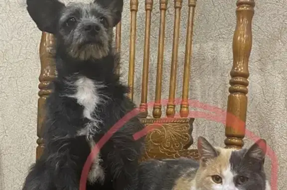 Кошки потеряшки, Набережные Челны, фото: Потеряшка кошка на ул. Гагарина, Набережные Челны