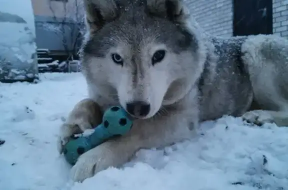 Собаки потеряшки, Тверь, фото: Потеряшка хаски на ул. Кутузова, 18 в Твери