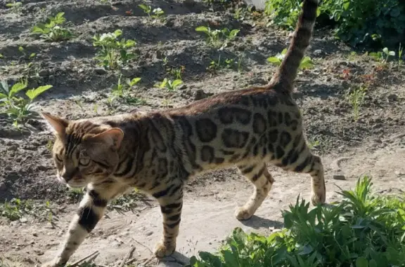 Пропала кошка Бенгальский кот в Тартате, Красноярский край