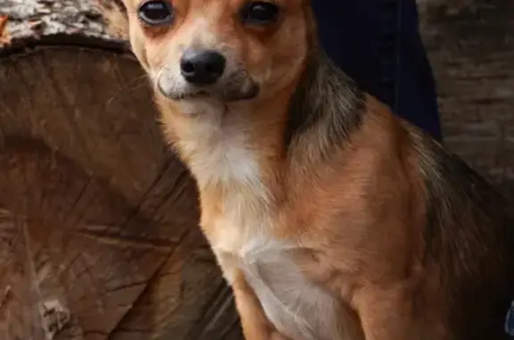Пропала собака в Липецке: Чихуахуа 