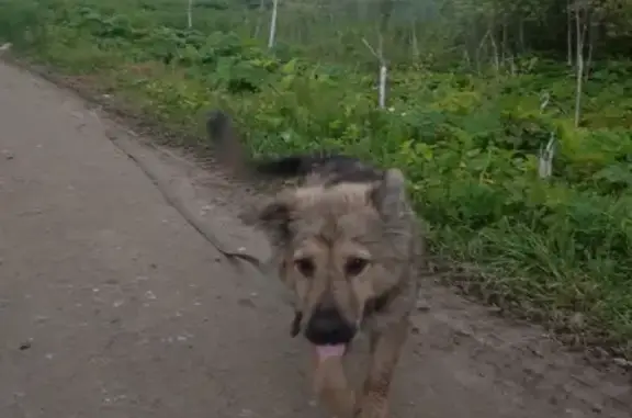 Пропала собака Кавказ, Альма, на реке Яганова, Вологодская обл.