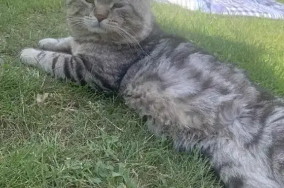 Пропала кошка Кот на улице Гайдара, 21, Отрадный