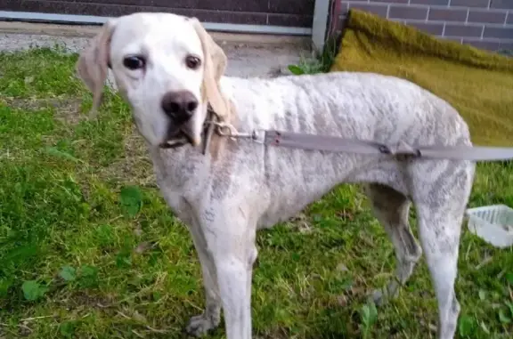 Найдена собака в Затоне, Нижегородская область