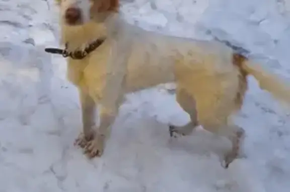 Собаки потеряшки, Саратов, фото: Потеряшка собака Спотти на улице 246 в Саратове