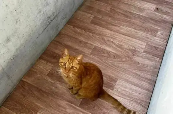 Найден рыжий котик на Каменном переулке, 4 в Выборге.