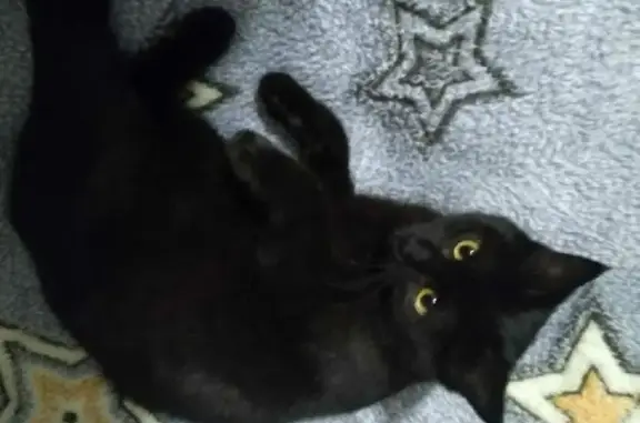 Кошки потеряшки, Набережные Челны, фото: Потеряшка кошка возле 29 гимназии, ищем!