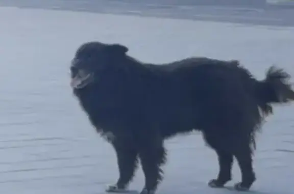 Найдена собака на Бескудниковском бульваре, Москва