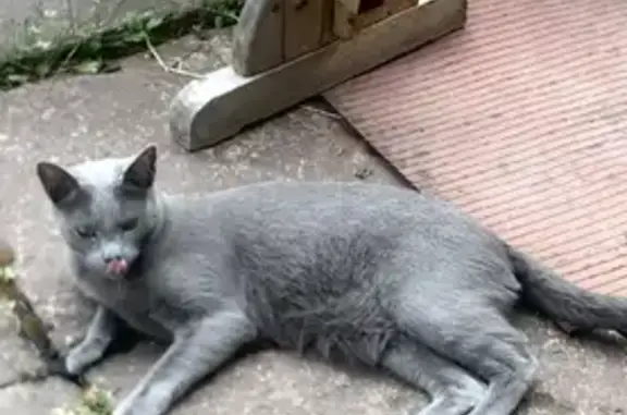 Пропала кошка породы Русский голубой на ул. Старостина, 21 в Мурманске