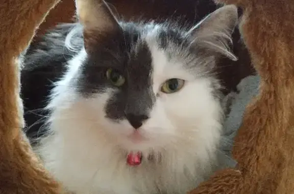 Кошки потеряшки, Санкт-Петербург, фото: Потеряшка кошка Мурка, ул. Бабушкина, 131, корп. 2, СПб.