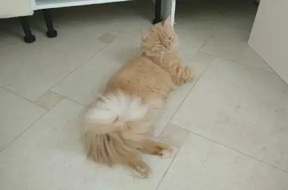 Кошки потеряшки, Санкт-Петербург, фото: Потеряшка кошка на аллее Ю. Морозова, СПб.