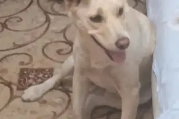 Найдена собака, Москва, фото: Найдена собака на улице Партизан, Коломна