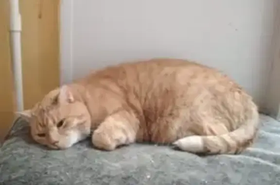 Кошки потеряшки, Санкт-Петербург, фото: Потеряшка кошка на пр. Римского-Корсакова, 93