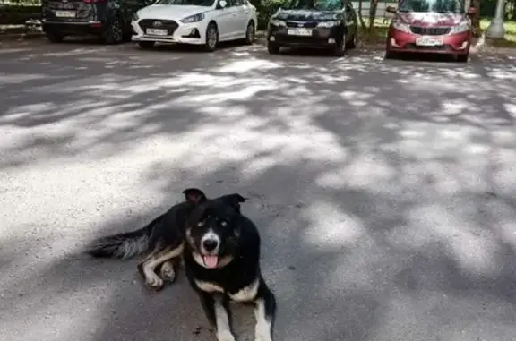 Найдена собака Кабель, адрес: ул. Юбилейная, 15, Электросталь