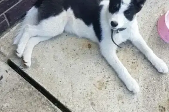 Найдена собака в Малом Скрябино, Московская область