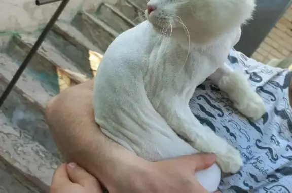 Пропала белая глухая кошка на Коммунистической, 8 в Гае