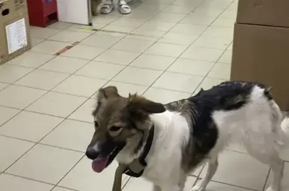 Собака найдена на улице Мнёвники, Москва.