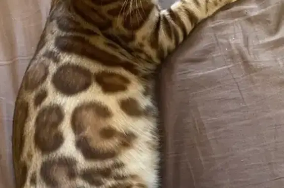 Кошки потеряшки, Санкт-Петербург, фото: Потеряшка бенгальский кот по адресу Королева 32 кор 2 кВ 80