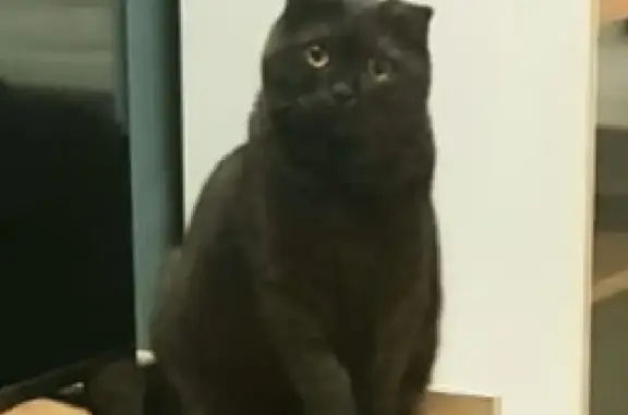 Пропала кошка в Краснозатонском: Британец Бейсик, 6 лет, чёрный, 17-я линия 10.