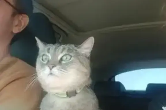 Кошки потеряшки, Бурнашевское, фото: Потеряшка стерилизованная кошка, вознаграждение, Тихий Плес, РТ