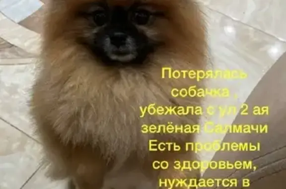 Пропала собака Белла на ул. Тигез, 11, Казань