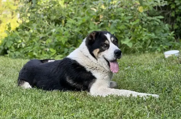 Собака найдена возле СНТ Минвуз в Московской области.