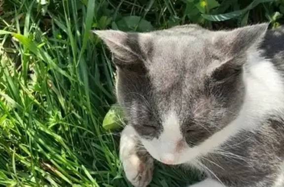 Пропал котик в Костроме на ул. Войкова