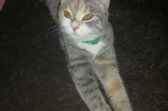 Пропала кошка на Заводской, Тихорецк: Кошечка, 8 мес., трехцветная, зеленый ошейник.